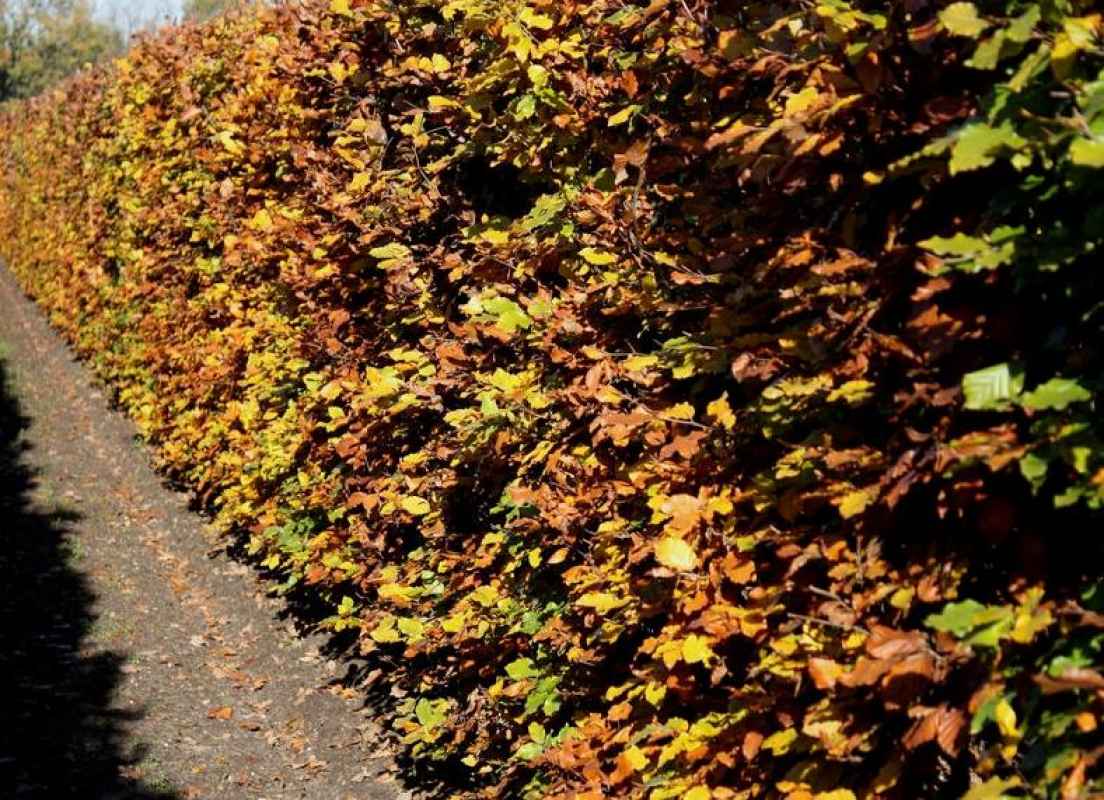 Rotbuche Wurzelware im 50er Bündel